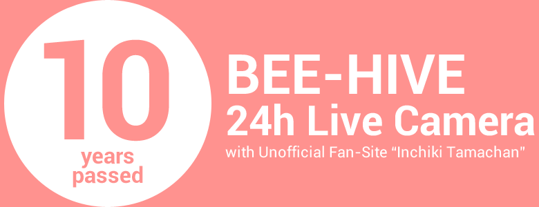BEE-HIVE 24h Live Camera with Unofficial Fan-site "Inchiki Tamachan"